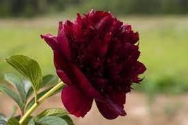 5  Heirloom Tree-headed Dark Red Peony Shrub Flower Seeds - $10.11