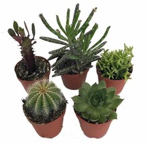 Instant Cactus Succulent Collection 5 Plants Terrarium Fairy Garden 2 in... - $43.96