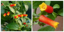 Candy Corn Vine Starter Plant Firecracker Vine - $67.99