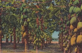 Papaya Plantation Florida FL Tropical Postcard B01 - £2.29 GBP