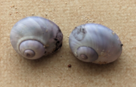 Pair of SEA SHELL JANTHINA JANTHINA from Israel 16-18 mm - $3.47