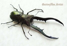 Bronze Stag Mandibles Cyclommatus XL Real Beetle Entomology Collectible ... - $68.99