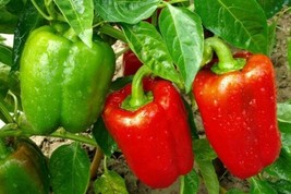 Bell Pepper Sweet Pepper 100 Seeds Fresh Garden - £10.17 GBP