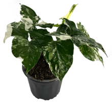 Syngonium Podophyllum Albo Variegated by LEAL PLANTS ECUADOR | Variegated Plants - £15.84 GBP
