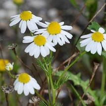 Best Seeds 1000 German Chamomile Matricaria Recutita Chamomilla Herb Flower Seed - £11.13 GBP