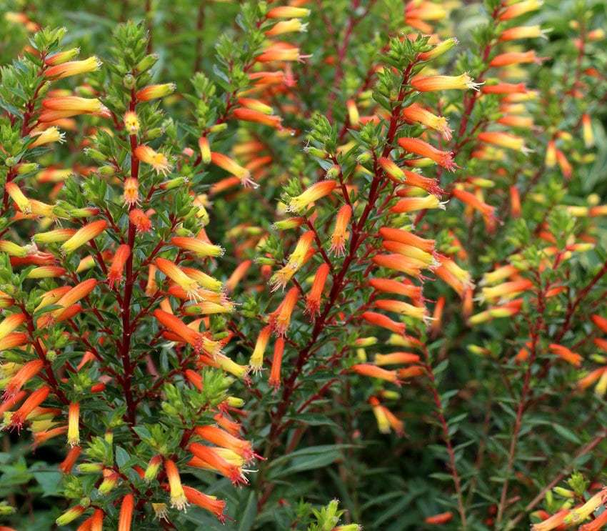 CANDY CORN**Cuphea Melvilla Starter Plant**Attracts Hummingbirds &amp; Butte... - $18.99