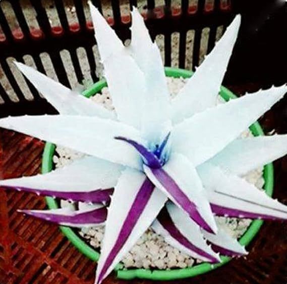 Rainbow Aloe Bonsai Mixed Excellent Succulent Plants Aloe Vera, 200 PCS SEEDS D