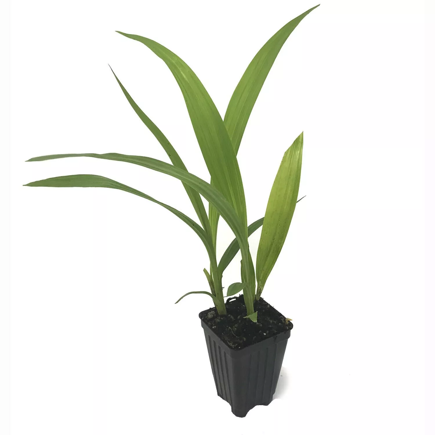 Live Plant Ground Orchid Spathoglottis plicata purple - £32.89 GBP