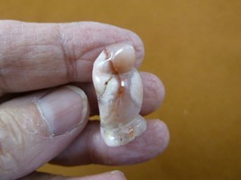 (Y-PEN-510e) little 1&quot; tan white Agate PENGUIN ice baby bird gemstone FI... - $8.59