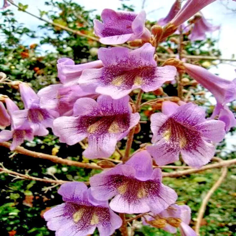 LWS Royal Empress Paulownia Tomentosa Herb 50 Seeds Fast Shipping - £11.58 GBP