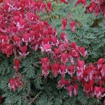 TISSEEDS 25 Fire Island Bleeding Heart Seeds Dicentra Spectabilis Shade Flower G - $8.99