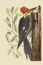 Large Red Crested Woodpecker by Mark Catesby - Art Print - £17.68 GBP+