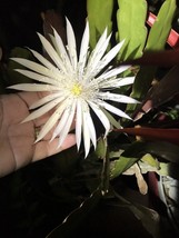 CUTTING Deal of 5 Orchid Cactus Succulent Strictum Big White Flower  Epi... - $348.66 MXN