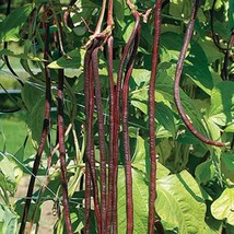 USA SELLER 50 Red noodle long bean seeds Free Shipping - £11.33 GBP