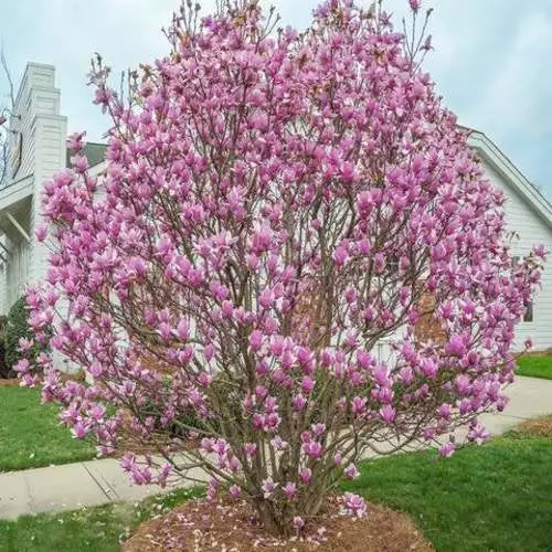 Jane Magnolia Shrub/Tree Liveted Plant 12-18&quot; Tall Fresh seedling Gallon - £74.16 GBP