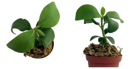 3&quot; Pot - Papua Ant Farm Plant - Hydnophytum papuanum - Easy to Grow Hous... - $50.99