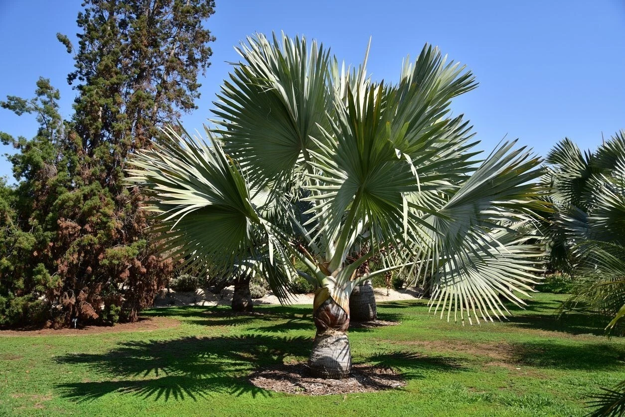 Silver Bismarckia Palm Tree - 5 Seeds, Bismarckia Nobilis 2024 - $21.52
