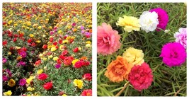 1000pc Mixed Color Moss-Rose Purslane Double Flower (Portulaca grandiflo... - $26.99