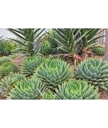 Aloe polyphylla Pillans Spiral Aloe Flower Succulent Plants 400 Seeds - $346.44 MXN
