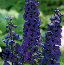 50 Delphinium Black Knight Flower Seeds - £18.06 GBP