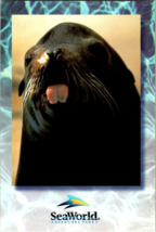 Postcard Florida SeaWorld A Friendly Face From of the Many Seals  6 x 4&quot; - £3.13 GBP