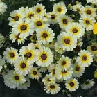  200 Seeds Chrysanthemum- Polar Star - $8.50
