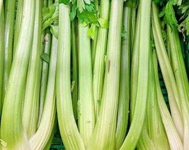 THJAR Celery Seeds - Organic, Heirloom, Open Pollinated, Non GMO - Grow ... - $2.97