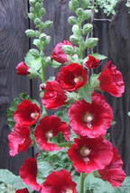 Sale 50 Seeds Hollyhock Country Romance Mix Alcea Rosea Flower  USA - £7.78 GBP