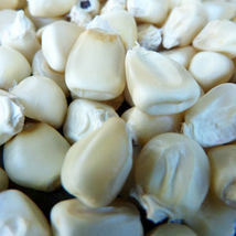 Ship From Us Truckers Favorite White Corn Seeds - 50 Lb Seeds - NON-GMO, TM11 - £315.37 GBP