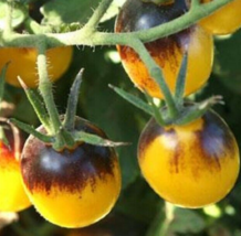 25 Pc Seeds  Indigo Sun F1 Tomato Plant,  Cherry Tomato Seeds For Planting | RK - £23.16 GBP