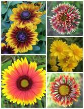 30 Seeds Indian Blanket Flower Seeds Flowers Beautiful Colorful Garden Gmo - £7.50 GBP