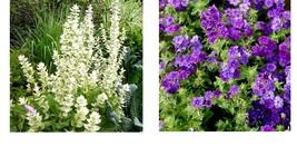 600 Seeds Cloudy Blue Skies Phlox Beauty Blue &amp; Clary Sage White Swan - £21.57 GBP