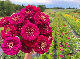 100 Benary Giant Wine Zinnia Seeds Planting Fresh Seeds Gardening USA - $12.48