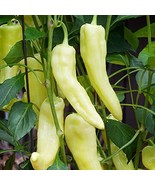 LKS Sweet Banana Pepper Seeds Heirloom Non-Gmo Home Garden - $9.53