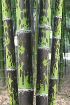 SD 50 Leopard Bamboo Seeds Privacy Plant Garden Clumping Shade Screen Fa... - $12.11