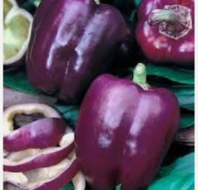 Easy To Grow Seed - 25 Seeds Purple Beauty Bell Pepper - £3.15 GBP