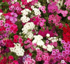 Phlox Seeds 300+ Mixed Colors Annual Flower Garden Bees Butterfly - £3.98 GBP