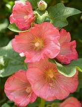 VP Pink Orange Hollyhock Perennial Flower Flowers 25 Seeds - £6.10 GBP