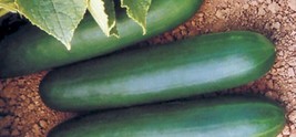 BEST 25 Seeds Easy To Grow Thunderbird Cucumber Hybrid Vegetable Picklin... - $10.00