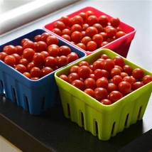 New Seeds 50 Tomato Seeds Candyland Red Currant Tomatoes USA Seller - £15.21 GBP