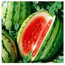 Dixie Queen Watermelon 25 Seeds Nongmo Fresh Garden Seeds  From US  - £6.59 GBP