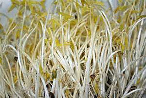 Mung Bean Sprouting Seed- Organic - 16 Oz/1 pound - Country Creek Brand - Dried