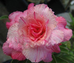 Adenium obesum Pink Panther - £3.47 GBP