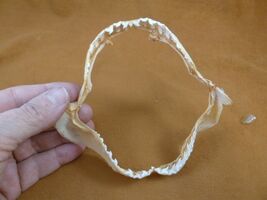 sj470-206) 5" Tiger SHARK B grade jaw sharks jaws teeth taxidermy educat... - $34.99