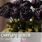 200+ Twilight Plum Mum Chrysanthemum Seeds  Mum Flower, Flower Seeds Annual - $7.00
