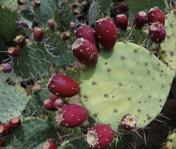 50 Seeds, Red Fruit Prickly Pear Cactus, Opuntia engelmannii, Hardy, Pad, Nopal. - £32.17 GBP