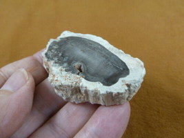 R805-6) genuine fossil Petrified Wood slice specimen Madagascar organic ... - £11.88 GBP