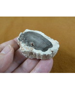 R805-6) genuine fossil Petrified Wood slice specimen Madagascar organic ... - $14.95