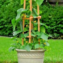 35 Spacemaster Bush Cucumber Seeds Organic Patio Container Hanging Baske... - $135.44 MXN