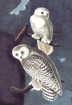 Snowy Owl by John James Audubon - Art Print - £17.57 GBP+